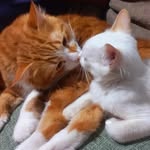 Tom&Cristal - @gatinhos_tom__e_cristal - Instagram