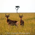 Tom Crockett - @tomcrockettphoto - Instagram