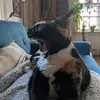 Tom Cruickshank - @clout.wrangler - TikTok