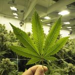 Tom Danks - @tom.danks.delivery - Instagram