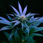Tom Danks - @303instaweed - Instagram