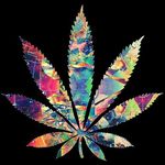 Tom Danks - @treehausecenter - Instagram