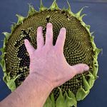 Tom DeArman - @dearmantom - Instagram