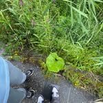 Tom Depuydt - @dpdt.tom - Instagram