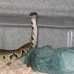 Tom Derr - @rattlesnake_rescue - Instagram