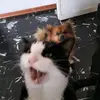 tomdevin - @tomdevin - TikTok