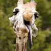Tom🦒&Devin🦒 - @tom.dev07 - TikTok
