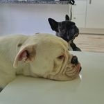 Tom Dix - @winstondix - Instagram