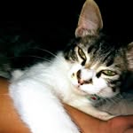 Tom Duarte 🐱 - @tomduarte18 - Instagram