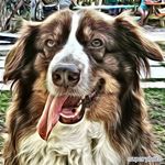 Tom Eckhardt - @boomer_the_keys_aussie - Instagram