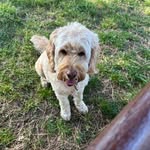 Tom Eldridge - @tom.eldridge1971 - Instagram