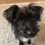Marie-christine - @tom_en_dot_dogs - Instagram