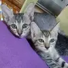 tomeng - @tomeng122 - TikTok