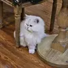 Tom Dennis - @tom.dennis5 - TikTok