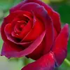 TomFine - @tomfine2002 - TikTok