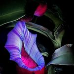 Tom's Fauna&Flora - @tomsfaunaandflora - Instagram