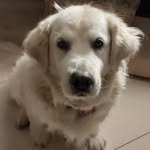 Tom Fogarty - @tomfogarty2011 - Instagram