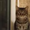 Folk Tom - @folk.tom - TikTok