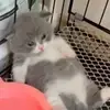 FolkAtom - @folkatom - TikTok