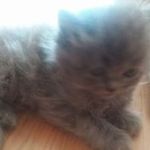 Tom Forsyth - @forsyth5216 - Instagram