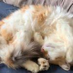 Tom Gallant - @tom.gallant.10 - Instagram