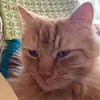 tom_gaston_clarke - @tom_gaston_clarke - TikTok
