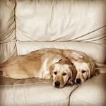 tom gleeson - @tomgleeson2008 - Instagram