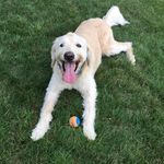 Tom Goggins - @goggins_tom - Instagram