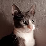 𝑻𝒐𝒎 𝑮𝒐𝒏𝒛𝒂𝒍𝒆𝒛 🤪🐱 - @tomgonz15 - Instagram