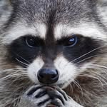 Tom Goth - @tomgoth8806 - Instagram