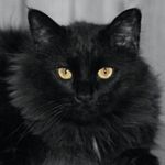 Tom Greenberg - @thebigmeaty420 - Instagram