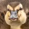 Tom Griswold - @tom.griswold2 - TikTok