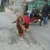 Tommaso Magnaguadagn - @tommasomagnaguadagno - TikTok