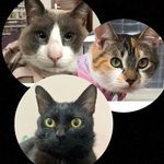 TOM ,HANNAH e SALÉM - @gatosdaed - Instagram
