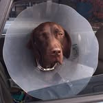 Tom Harrigan - @tomspotsdogs - Instagram