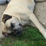 Tom Harriman - @tomharriman12321 - Instagram