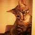 Tom Harwood - Facebook