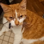 Tom Healey - @tomhealey3 - Instagram