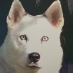 Thomas Heckmann ( Tom ) - @husky_s77 - Instagram