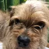 tom-heckmann07 - @sammi_der_hund - TikTok