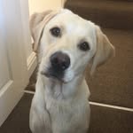 Tom Hodgins - @tom_hodgins - Instagram