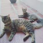 Tom - Holly - Otros gatitos - @tom.holly_ - Instagram