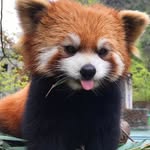 Tom Holly - @tom_redpanda_holly - Instagram