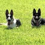 Tom, Holly & Pancho - @tom.holly.and.pancho - Instagram