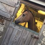 Tom Howells - @priv.rebeccas_preseco - Instagram