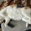 Tom Hubert - @tom.hubert58 - TikTok