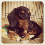 unico - @tom_joy_gon - Instagram