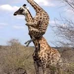 Tom Kaye - @tom.kaye.106 - Instagram