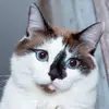 KittenKingdom - @tomkitty2025 - TikTok