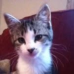 Tom Kitten - @tom.kitten - Instagram